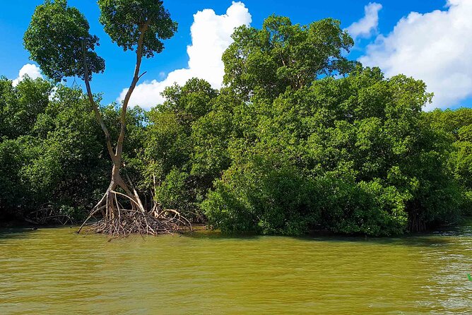 Mangrove Guided Tour - A quiet way to see Martinique’s mangroves