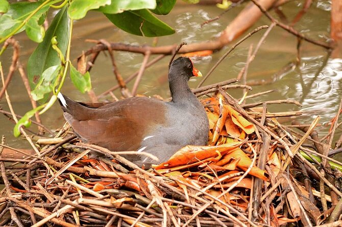 Mangrove Guided Tour - Guides who shape the experience