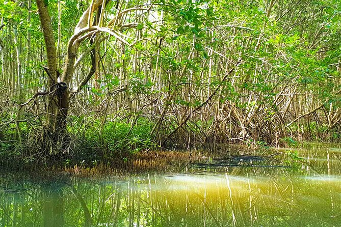 Mangrove Guided Tour - Is $46.73 a fair price?