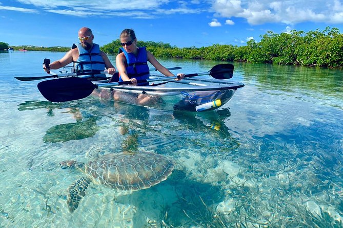 Mangrove & Iguana Clear Kayak Tour - Key points to know before you paddle