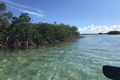 Mangrove & Iguana Clear Kayak Tour