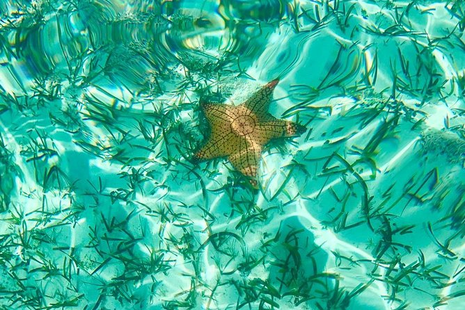 Mangrove & Iguana Clear Kayak Tour - Iguana Island, rock iguanas, and small creatures