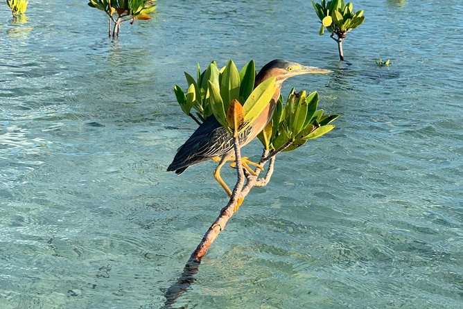 Mangrove & Iguana Clear Kayak Tour - How hard is the kayaking?