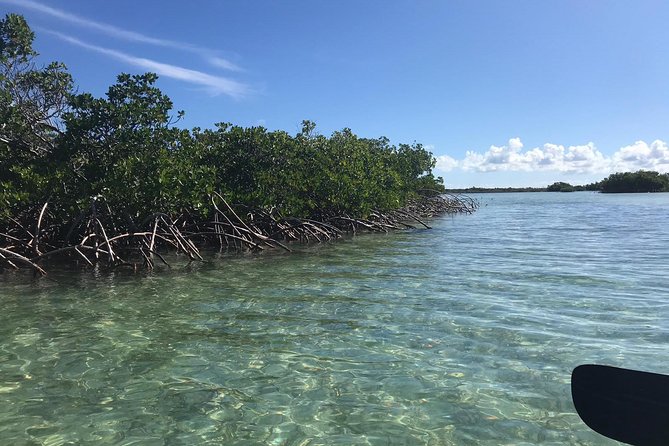 Mangrove & Iguana Clear Kayak Tour - What happens before the first paddle