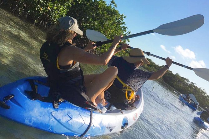 Mangroves Kayak Tour - Why the mangroves are worth your morning