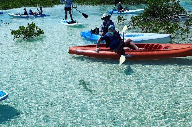 Mangroves Kayak Tour - Two hours among turtles, sharks, and nursery fish