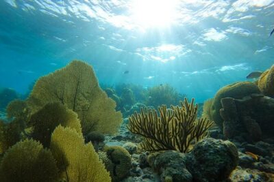 Marine Park – Private Boat charter with LOCAL Captain/ Guide
