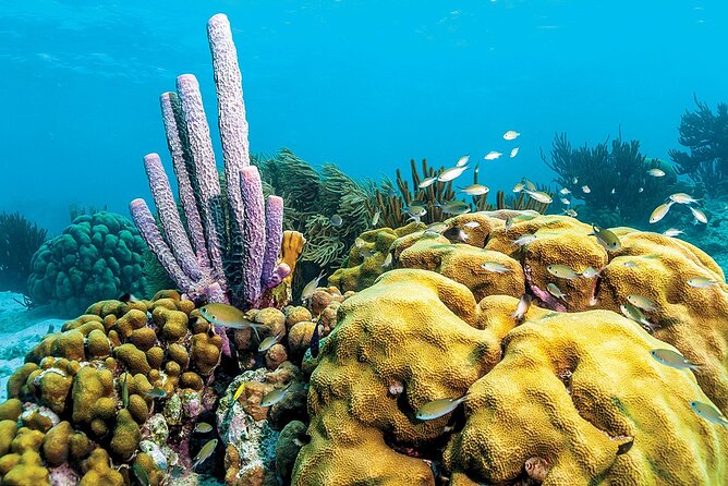 Marine Park - Private Boat charter with LOCAL Captain/ Guide - Why the private format matters for families