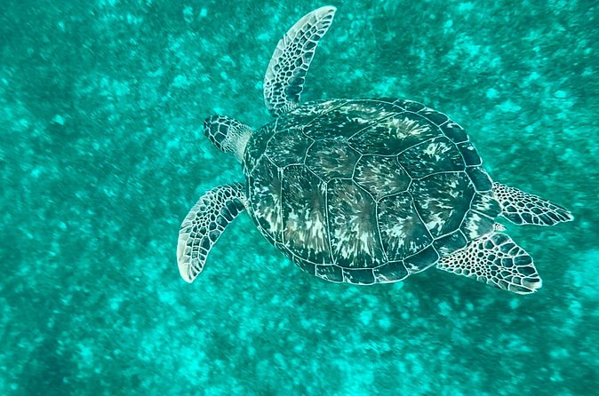 Martinique : Anse Coralienne & Tortues - The schedule is the biggest risk