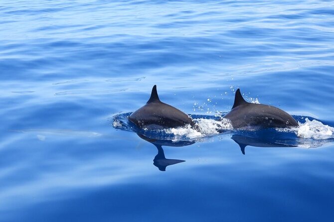 Martinique : Observation des dauphins et snorkeling - Key points to know before you book