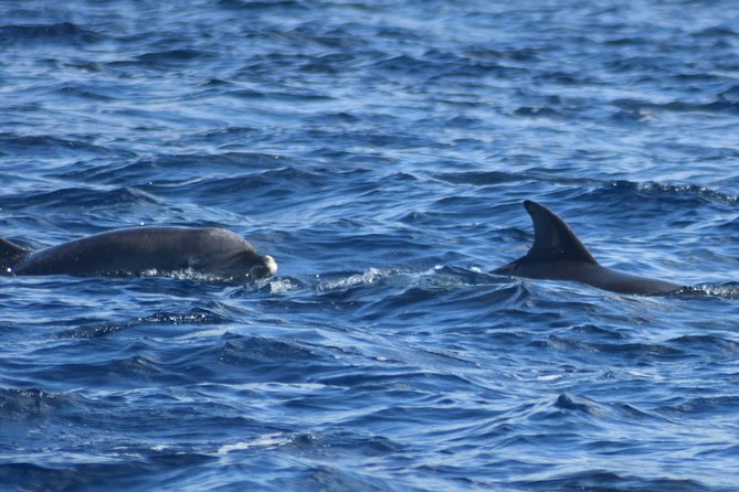 Martinique : Observation des dauphins et snorkeling - Is $75.18 a fair price?