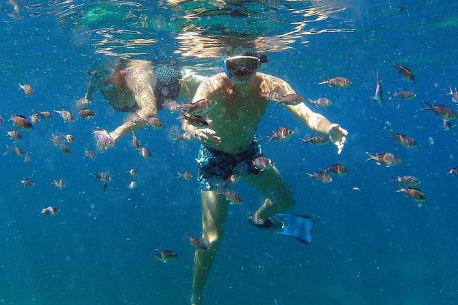 Martinique : Observation des dauphins et snorkeling - Timing, meeting points, and practical planning