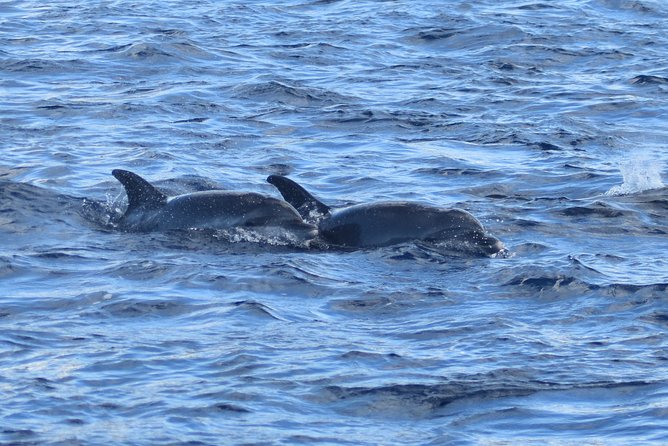 Martinique : Observation des dauphins et snorkeling - Who will enjoy this Martinique morning most