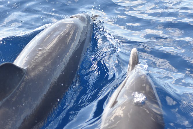 Martinique : Observation des dauphins et snorkeling - Should you book this dolphin and snorkeling trip?