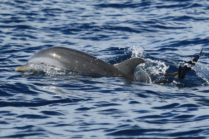Martinique : Observation des dauphins et snorkeling - What the boat ride feels like