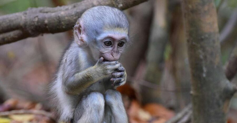 Monkey Feeding & Historic Sugar Plantation & Rum Distillery - Timing, pickup, and what to bring