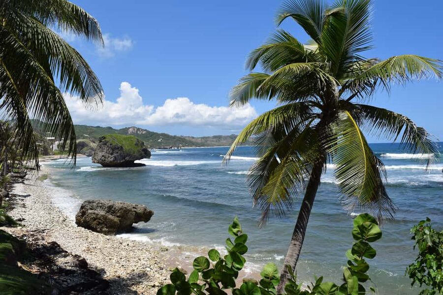 Monkey Feeding & Historic Sugar Plantation & Rum Distillery - The Barbados Wildlife Reserve and the green monkeys