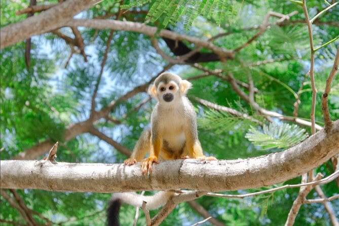 Monkey House VIP Experience with 4 species of monkeys, Punta Cana - Four monkey species, one close-up visit