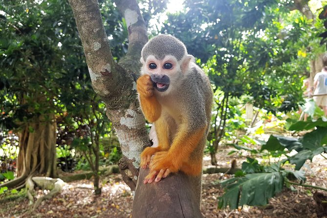 Monkeyland and Plantation Safari from La Romana - Who will enjoy this tour most?