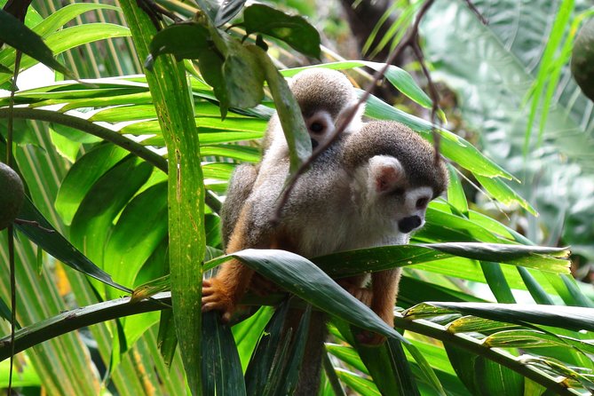 Monkeyland and Zipline Adventure from Puerto Plata - Feeding squirrel monkeys at Monkeyland