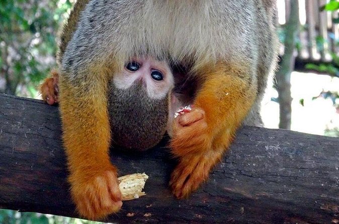 Monkeyland and Zipline Adventure from Puerto Plata - Coffee, cacao, and a taste of local life