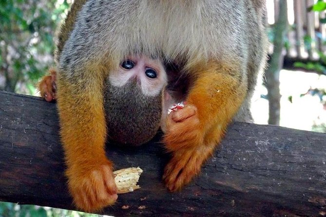 Monkeyland and Zipline Adventure from Puerto Plata - How long the day really takes