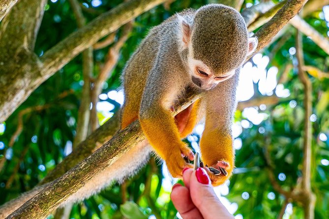 Monkeyland & Plantation Safari Full Day from Juan Dolio - The botanical garden adds more than a quick walk