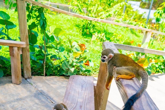 Monkeyland Puerto Plata - Is $70 a fair price?