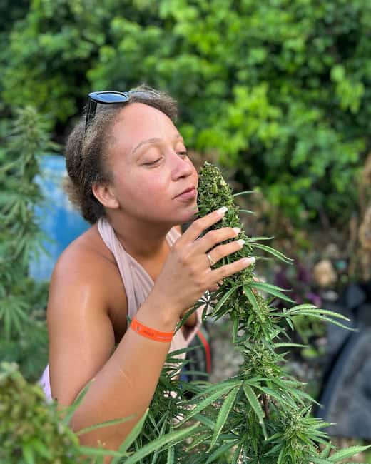 Montego Bay: Marijuana Farm and Bird Sanctuary Tour - At the marijuana nursery, from seed to sale
