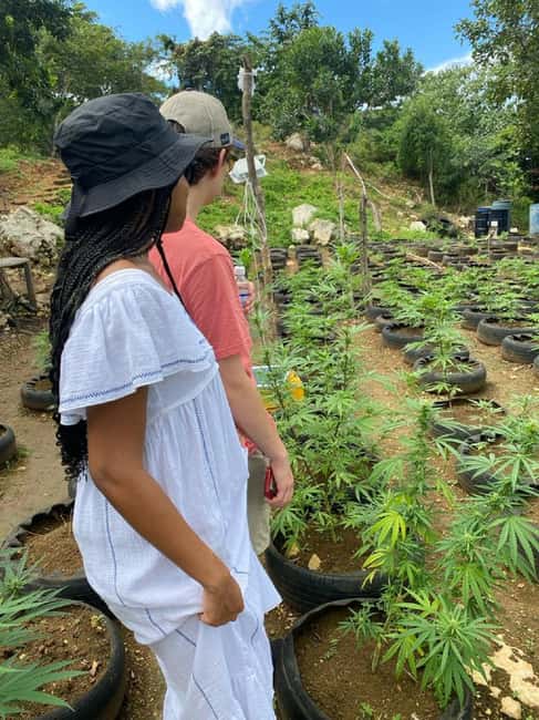 Montego Bay: Marijuana Farm and Bird Sanctuary Tour - The food stop on the way back