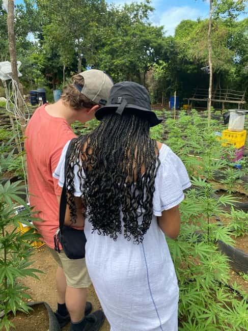Montego Bay: Marijuana Farm and Bird Sanctuary Tour - Timing, expectations, and how to prepare