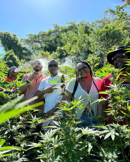 Montego Bay: Marijuana Farm Private Tour with Transportation - From seedlings to mature plants