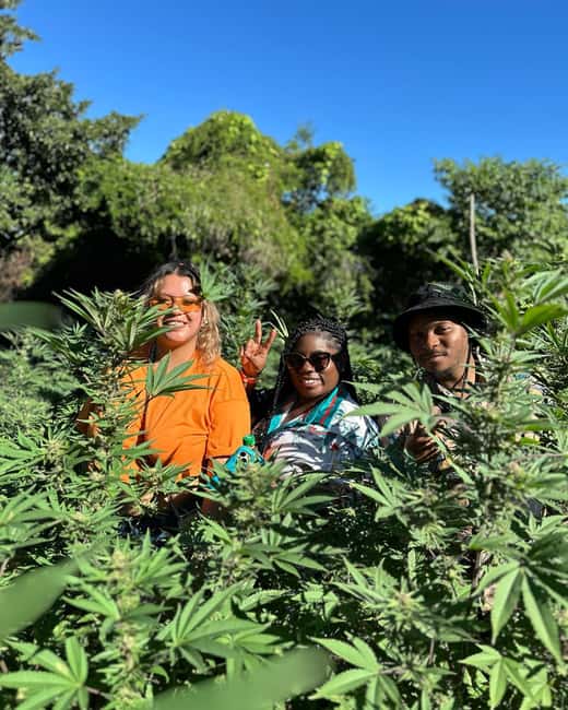 Montego Bay: Marijuana Farm Private Tour with Transportation - Is $133 a fair price?