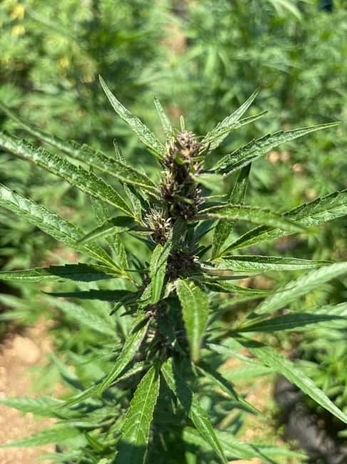 Montego Bay: Marijuana Farm Private Tour with Transportation - Who will enjoy this private outing?