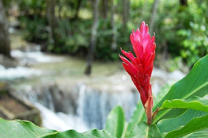 Montego Bay to Dunn's River Falls Half-Day Trip - Pack for water, not just sightseeing