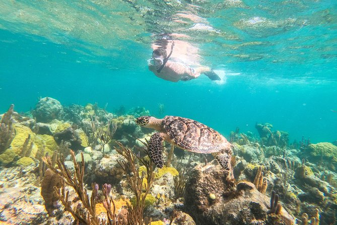Morning Half Day Cruise from Providenciales with Snorkeling and Iguana Island - Quick takeaways
