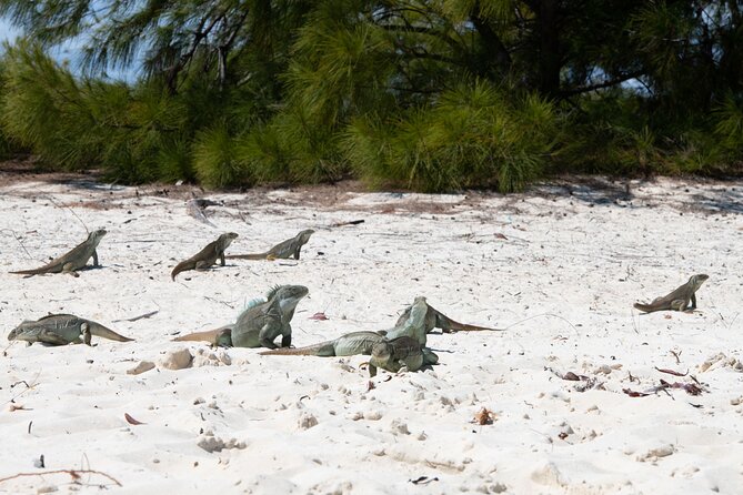 Morning Half Day Cruise from Providenciales with Snorkeling and Iguana Island - Leaving Grace Bay at 9 a.m.