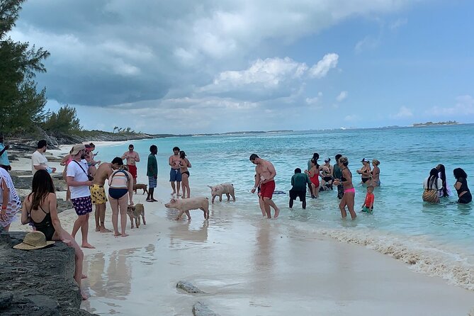 Nas: 3 islands Tour ,snorkel, Turtles, pigs and lunch - Green Turtle Cay: snorkeling with fish and possible turtles