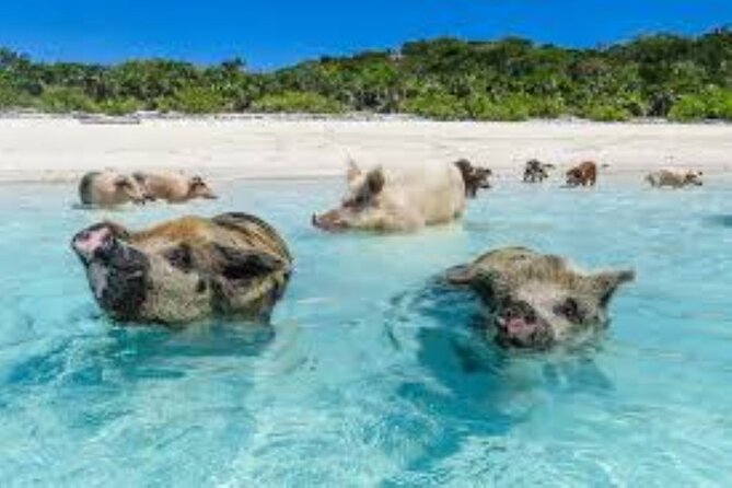 Nas: 3 islands Tour ,snorkel, Turtles, pigs and lunch - Price, timing, and meeting point