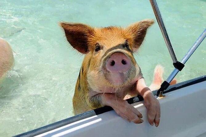 Nas: 3 islands Tour ,snorkel, Turtles, pigs and lunch - Rose Island: two hours for beach time and lunch