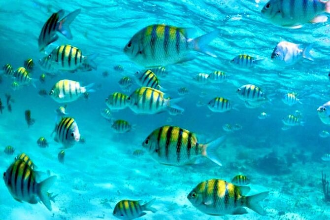 Nassau: 3 islands Pigs,Turtles,Snorkel & Beach Club with lunch - Pearl Island reef starts the day