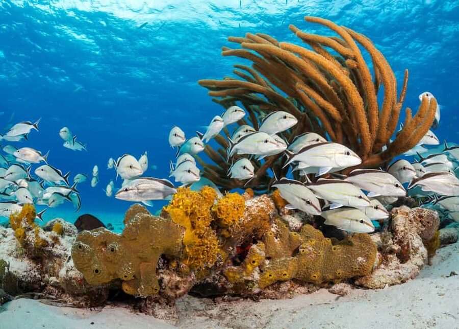 Nassau: 3 Islands Tour, Snorkel, Pig Beach, Turtles & Lunch - Who should book this Nassau excursion?