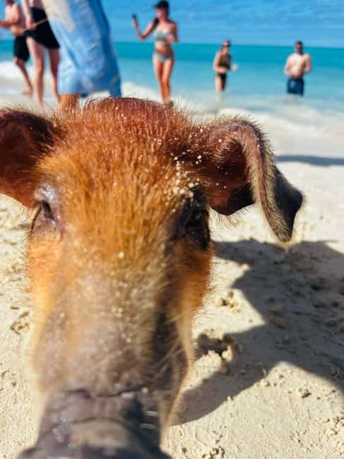 Nassau: 3 Islands Tour, Snorkel, Pig Beach, Turtles & Lunch - Pearl Island snorkeling: fish, reef, and clear water