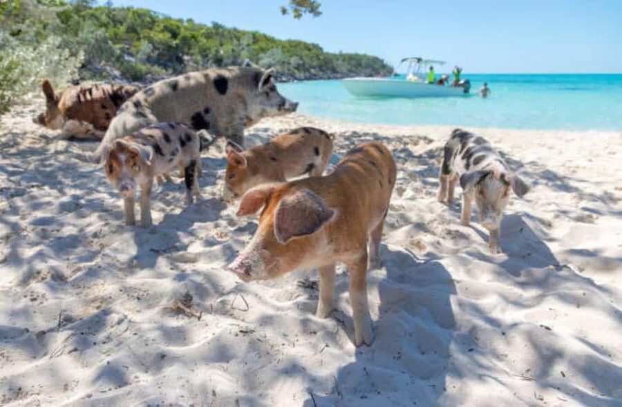 Nassau: 3 Islands Tour, Snorkel, Pig Beach, Turtles & Lunch - Meeting the swimming pigs