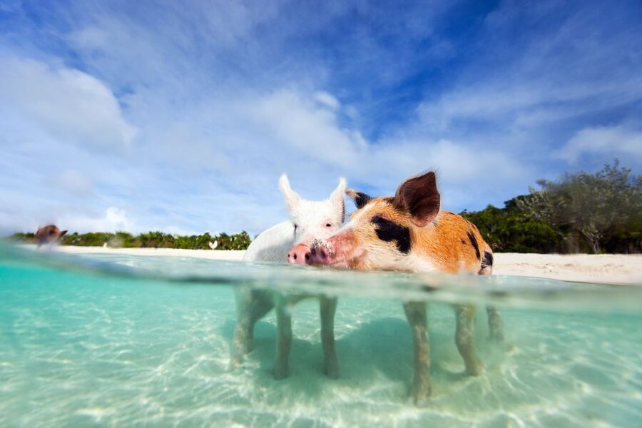 Nassau: 3 Islands Tour, Snorkel, Pig Beach, Turtles & Lunch - Is $136 a fair price?