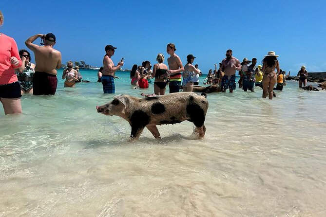 Nassau 3-stops: Snorkeling, Swimming Pigs, Turtles & Lunch - Pearl Island’s Reef and the First Swim