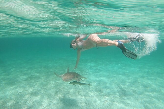 Nassau 3-stops: Snorkeling, Swimming Pigs, Turtles & Lunch - Who Will Enjoy This Nassau Outing Most