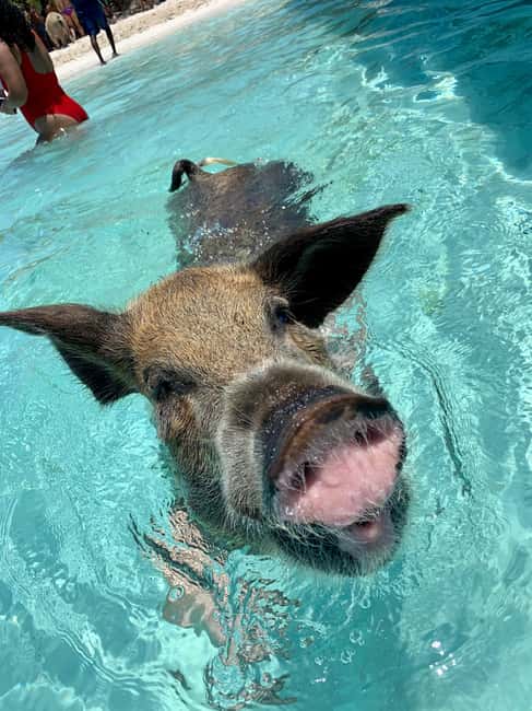 Nassau: Discover Exuma Island Hopping and Swimming Pigs Tour - Why this Exuma day trip packs so much into eight hours