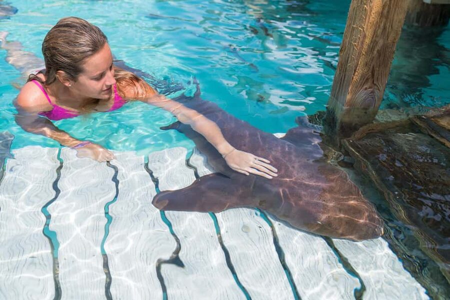Nassau: Discover Exuma Island Hopping and Swimming Pigs Tour - Compass Cay and the nurse sharks under the marina docks