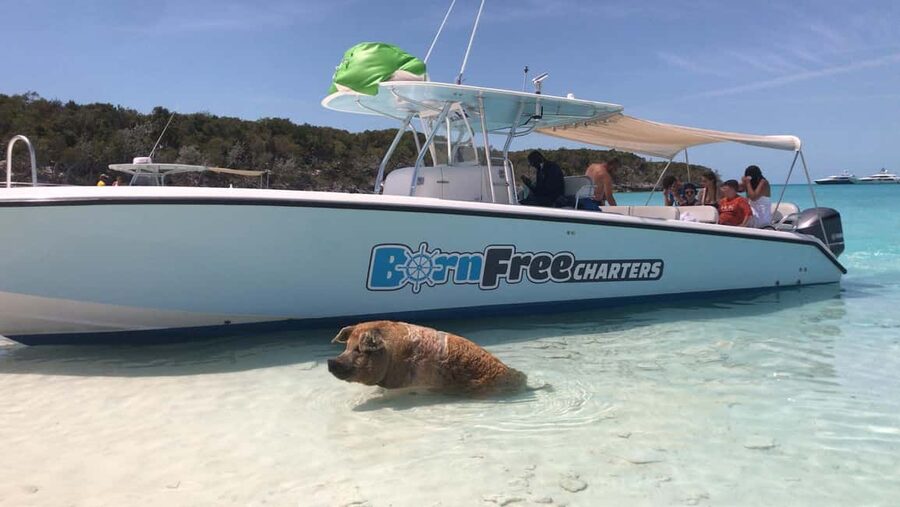 Nassau: Discover Exuma Island Hopping and Swimming Pigs Tour - The final beach or sandbar stop